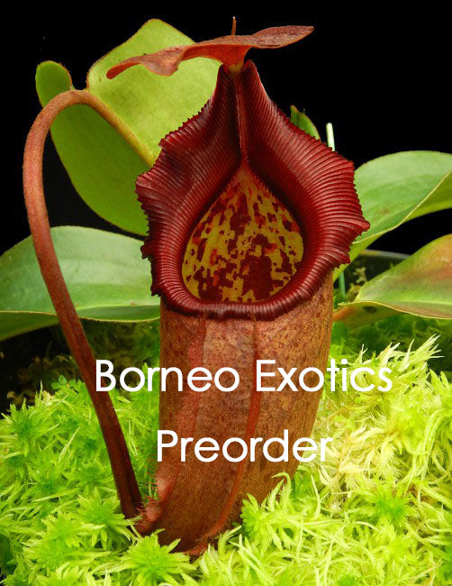 Nepenthes rajah x robcantleyi BE-4019