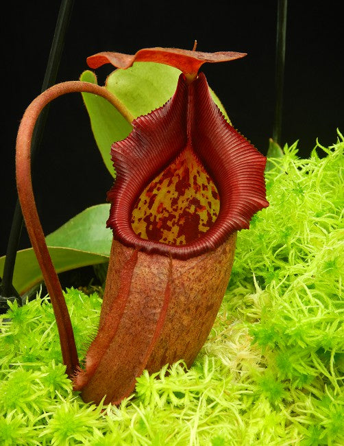 Nepenthes rajah x robcantleyi BE-4019