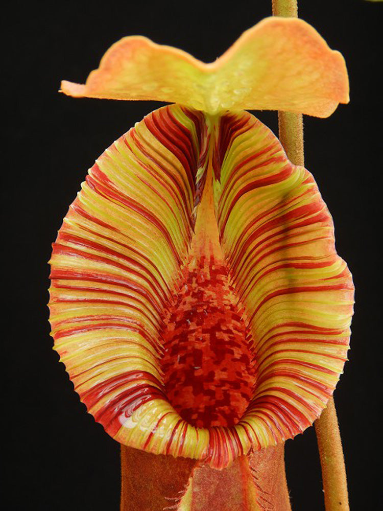 Nepenthes x "Trusmadiensis" x robcantleyi BE-4022