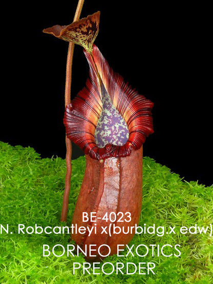 N. robcantleyi x (burbidgeae x edwardsiana) BE-4023