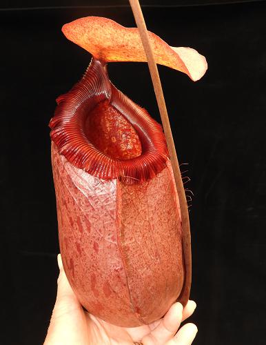 Nepenthes sibuyanensis x merilliana   BE-4026