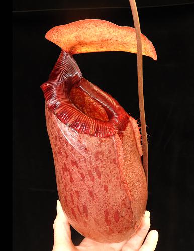 Nepenthes sibuyanensis x merilliana   BE-4026