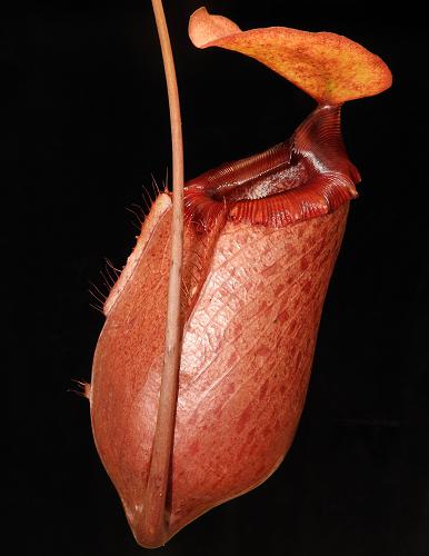 Nepenthes sibuyanensis x merilliana   BE-4026