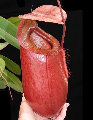 Nepenthes sibuyanensis x merilliana   BE-4026