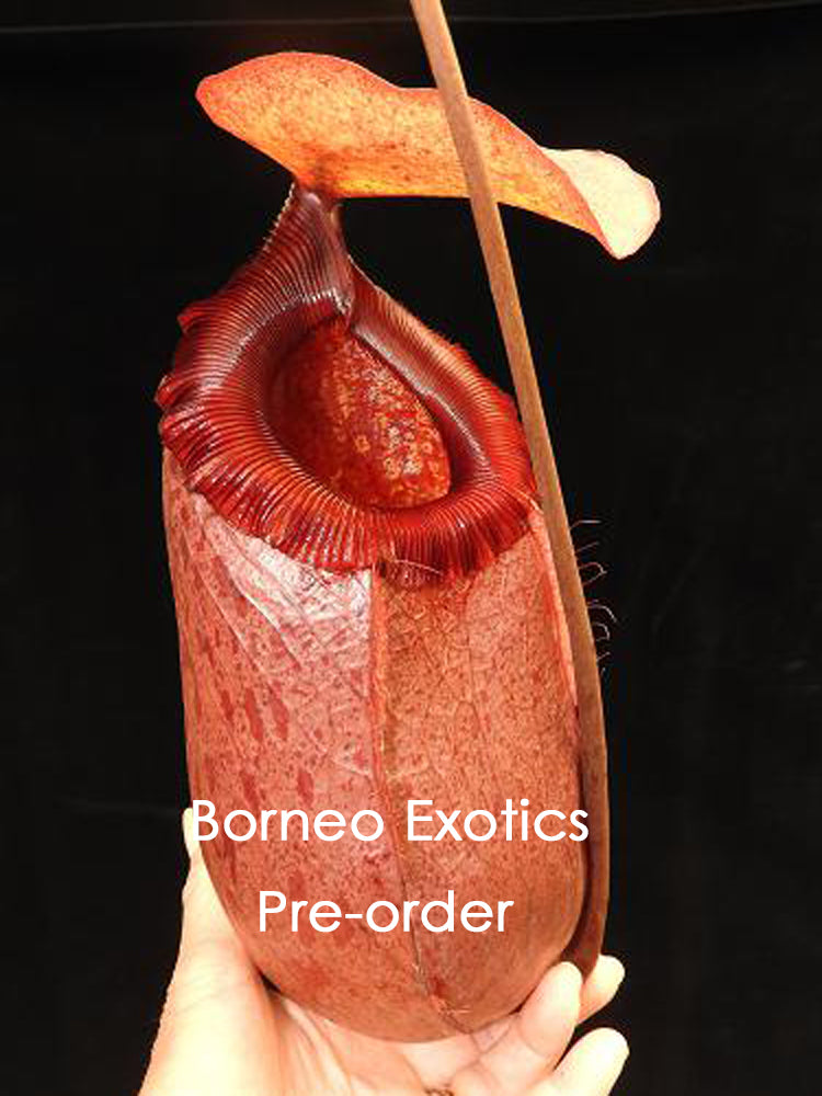 Nepenthes sibuyanensis x merilliana   BE-4026