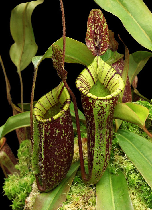 Nepenthes ampullaria x (veitchii x lowii) BE-4027