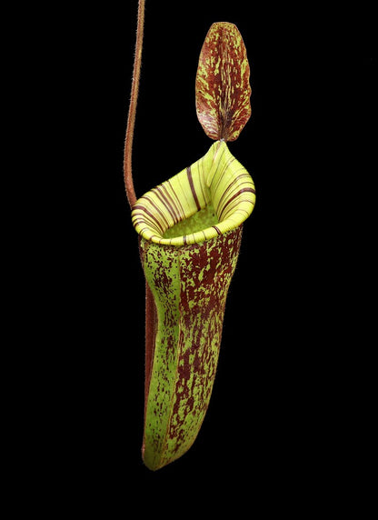 Nepenthes ampullaria x (veitchii x lowii) BE-4027