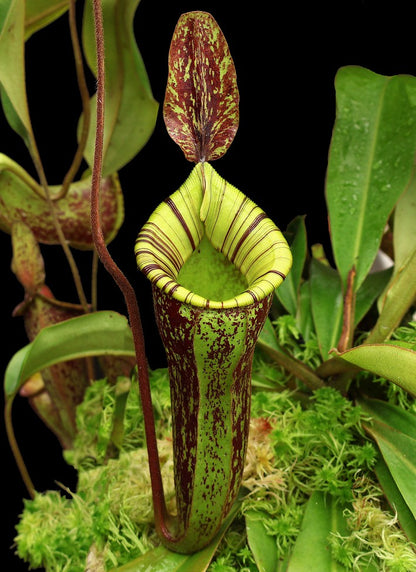 Nepenthes ampullaria x (veitchii x lowii) BE-4027