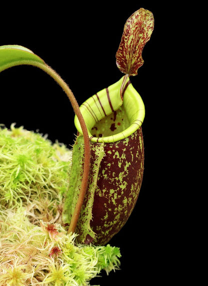 Nepenthes ampullaria x (veitchii x lowii) BE-4027