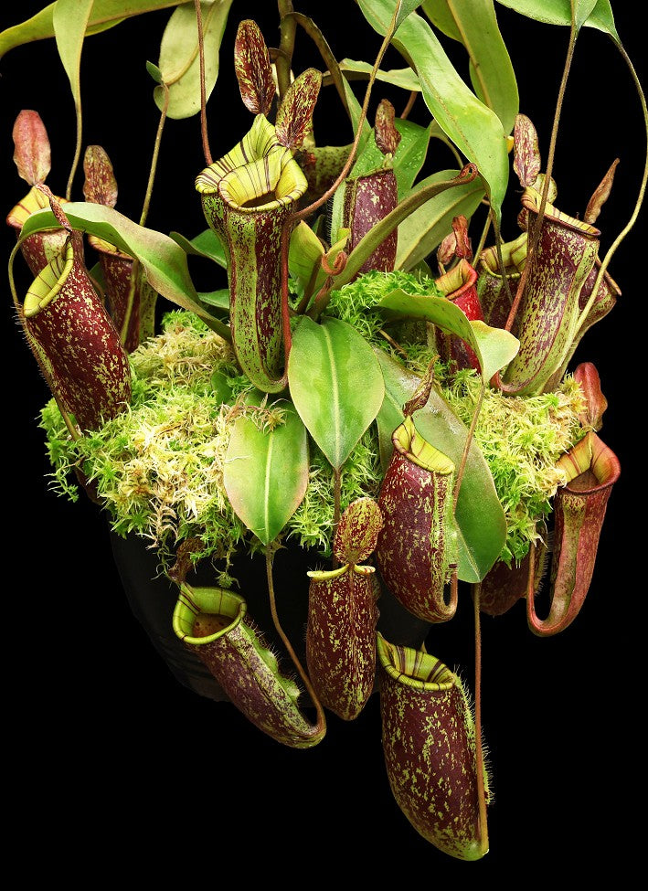 Nepenthes ampullaria x (veitchii x lowii) BE-4027