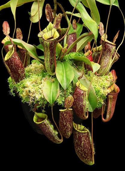 Nepenthes ampullaria x (veitchii x lowii) BE-4027