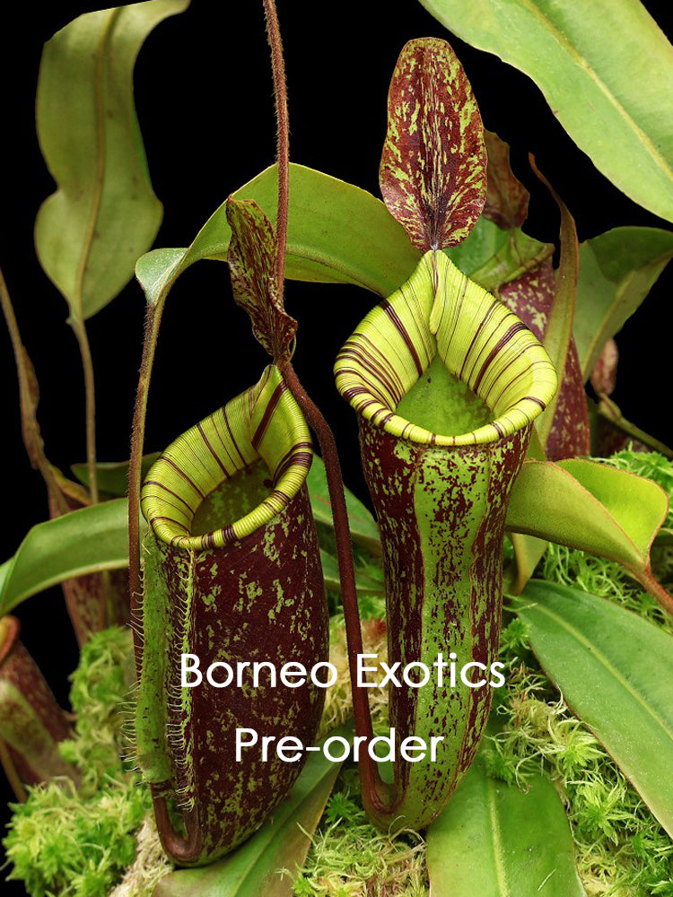 Nepenthes ampullaria x (veitchii x lowii) BE-4027