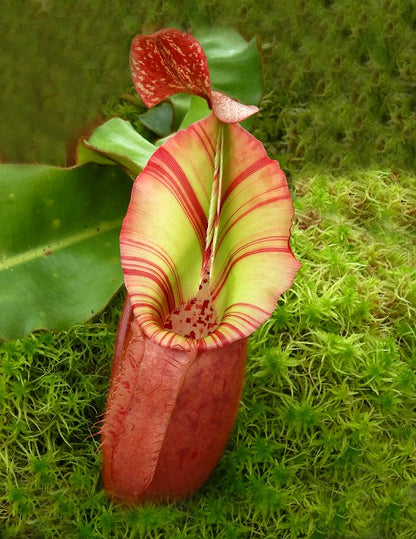 Nepenthes veitchii „Bario“ Highland Grex2 BE-4033