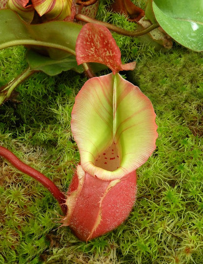 Nepenthes veitchii „Bario“ Highland Grex2 BE-4033