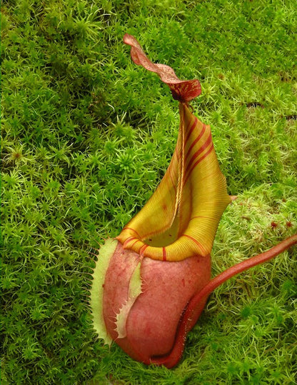 Nepenthes veitchii „Bario“ Highland Grex2 BE-4033