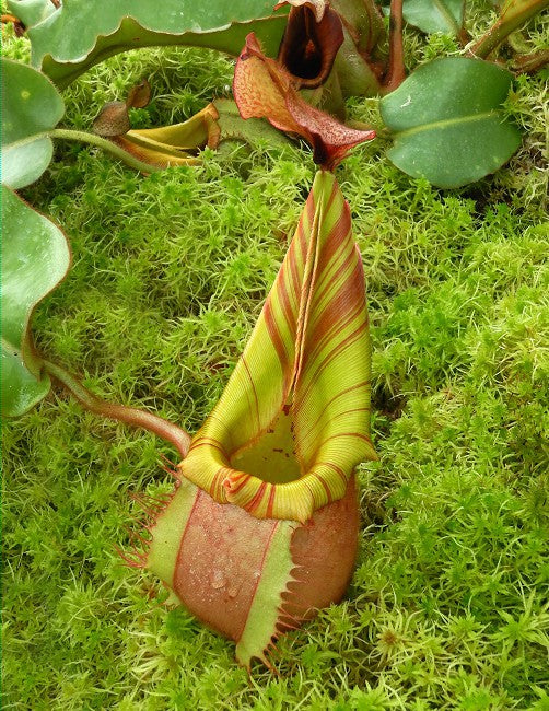 Nepenthes veitchii „Bario“ Highland Grex2 BE-4033