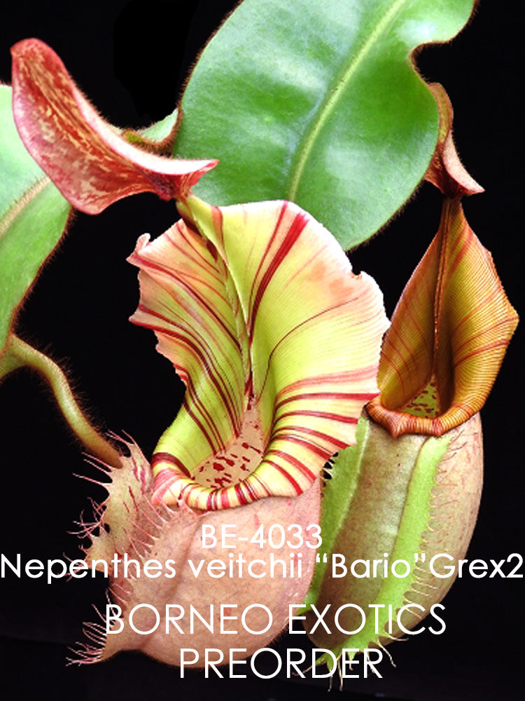 Nepenthes veitchii „Bario“ Highland Grex2 BE-4033