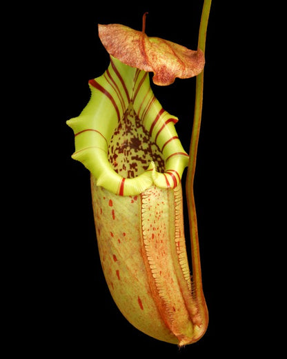 Nepenthes burbidgeae x robcantleyi BE-4038  Selected Clone