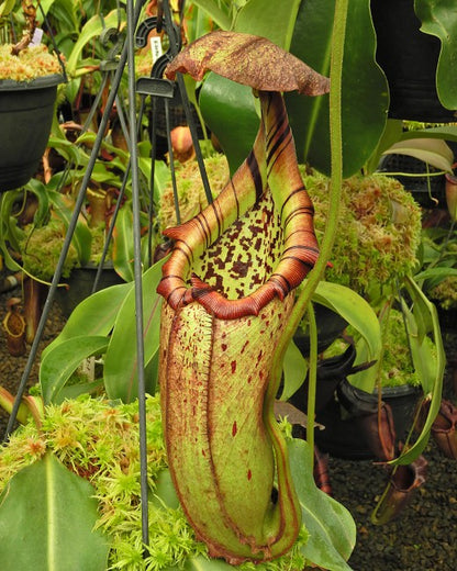 Nepenthes burbidgeae x robcantleyi BE-4038  Selected Clone