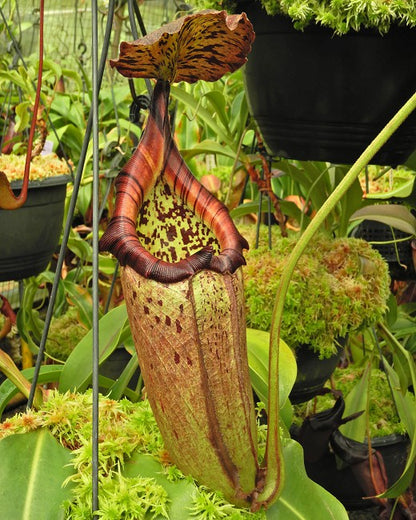 Nepenthes burbidgeae x robcantleyi BE-4038  Selected Clone