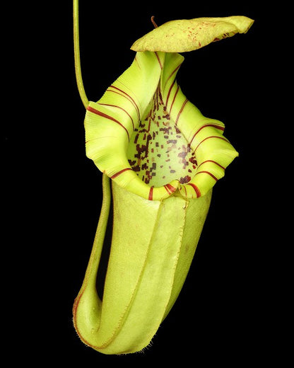 Nepenthes burbidgeae x robcantleyi BE-4038  Selected Clone