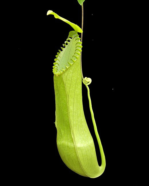 Nepenthes hamata „Lumut“ x „Tambusisi“ BE-4044