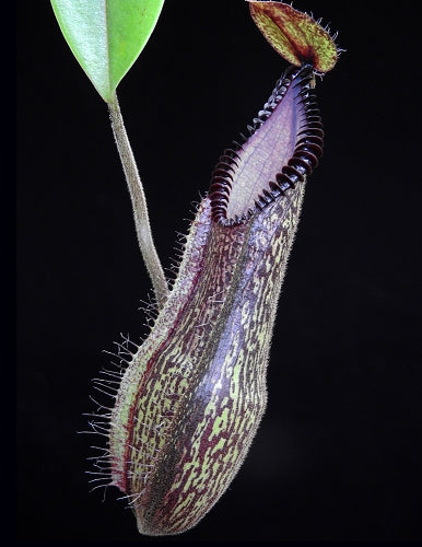 Nepenthes hamata „Lumut“ x „Tambusisi“ BE-4044