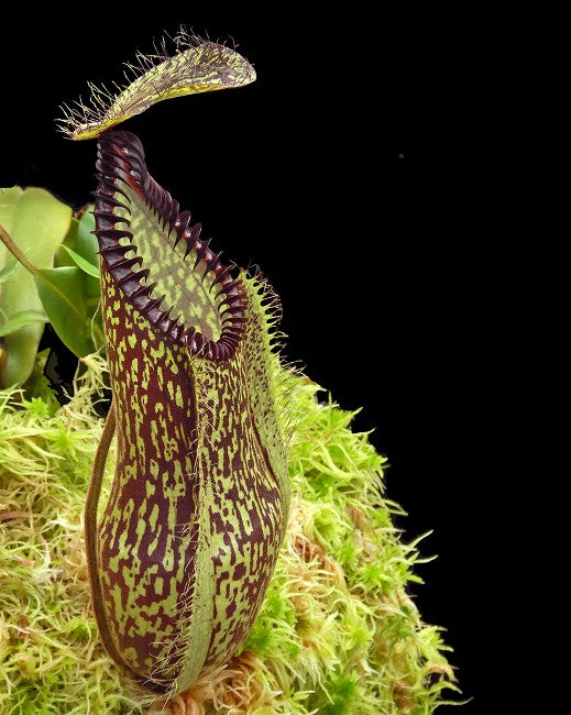 Nepenthes hamata „Lumut“ x „Tambusisi“ BE-4044