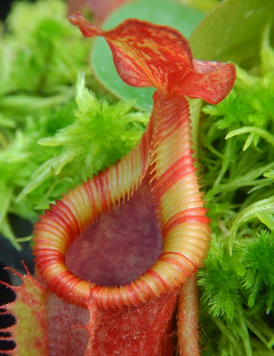 AUCTION 5 : NEPENTHES VILLOSA X VEITCHII "STRIPED PERISTOME"  BE-4045