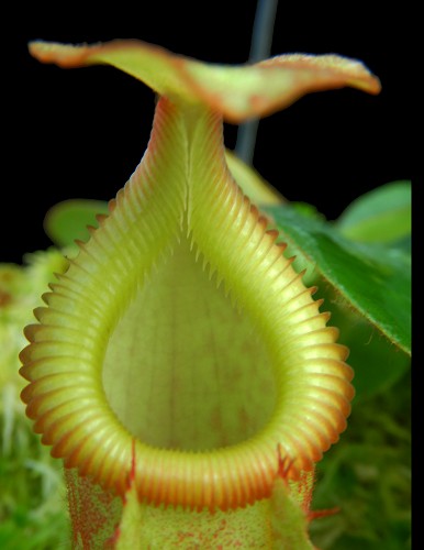 AUCTION 5 : NEPENTHES VILLOSA X VEITCHII "STRIPED PERISTOME"  BE-4045
