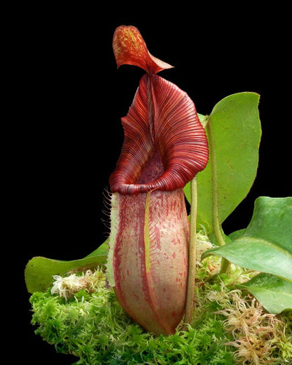 Nepenthes petiolata x veitchii  BE-4047  Assorted clone