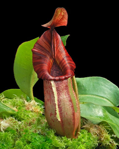 Nepenthes petiolata x veitchii  BE-4047  Assorted clone