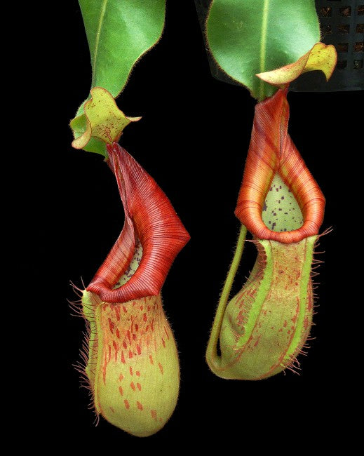 Nepenthes petiolata x veitchii  BE-4047  Assorted clone