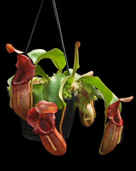 Nepenthes petiolata x veitchii  BE-4047  Assorted clone