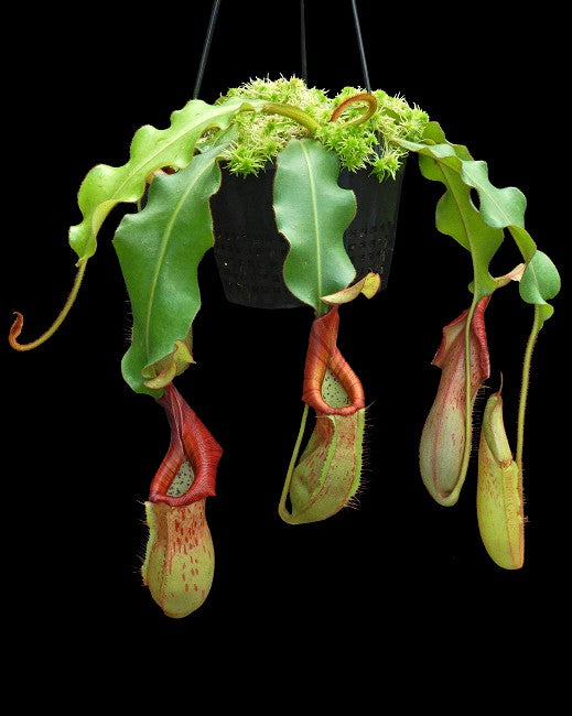 Nepenthes petiolata x veitchii  BE-4047  Assorted clone