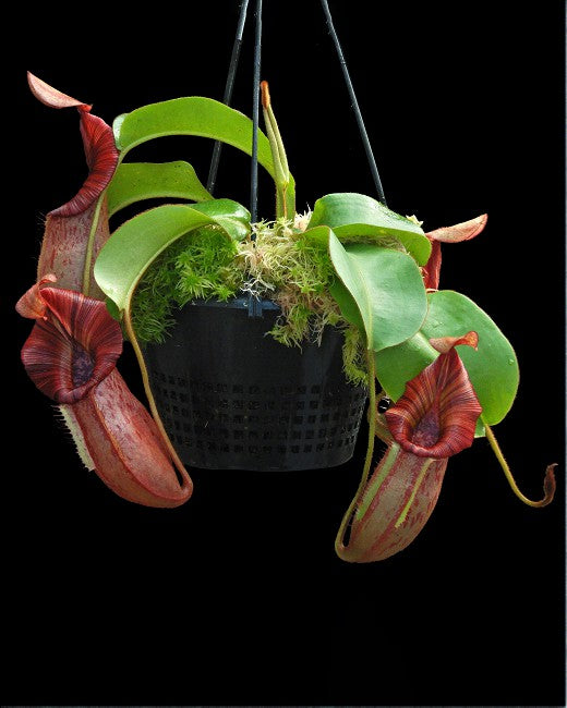 Nepenthes petiolata x veitchii  BE-4047  Assorted clone