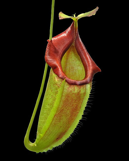 Nepenthes spathulata x flava  BE-4048