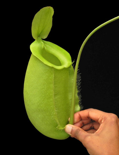 Nepenthes spathulata x ampullaria „Solid Green“ BE-4050