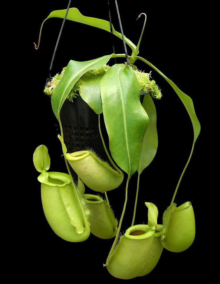 Nepenthes spathulata x ampullaria „Solid Green“ BE-4050