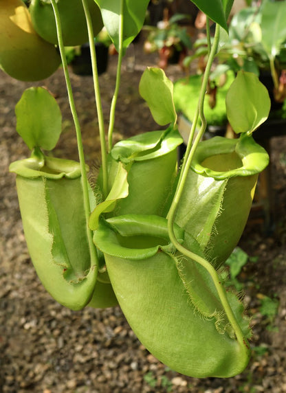 Nepenthes spathulata x ampullaria „Solid Green“ BE-4050