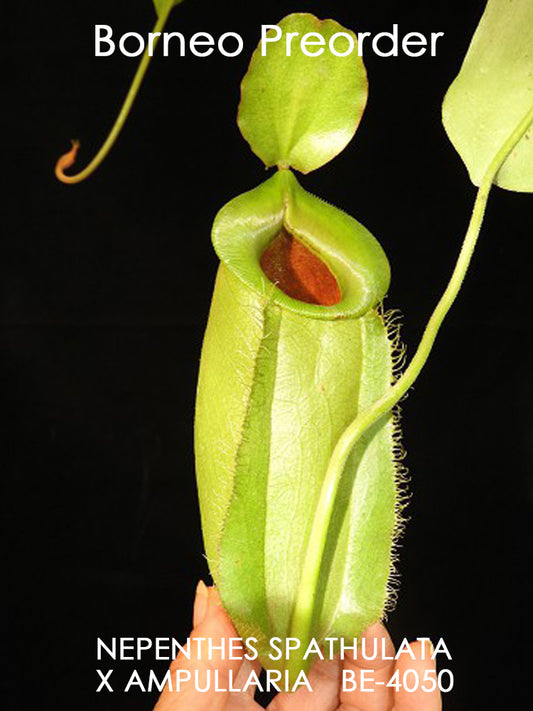 Nepenthes spathulata x ampullaria „Solid Green“ BE-4050