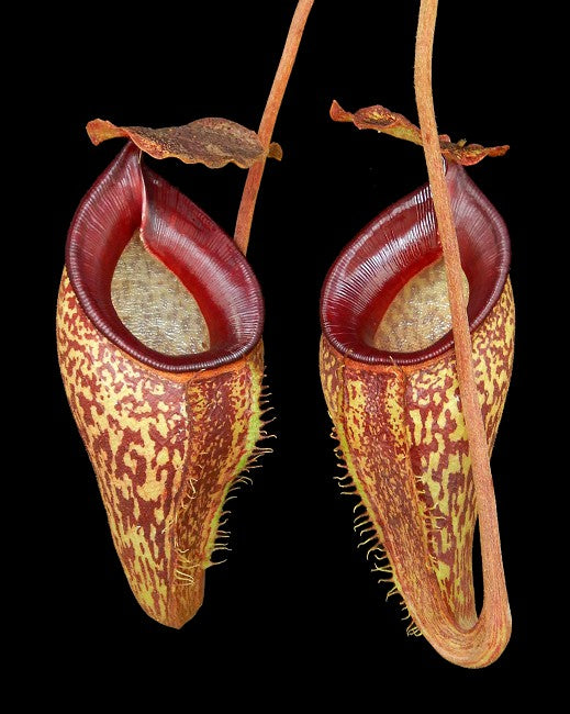 Nepenthes talangensis BE-4075