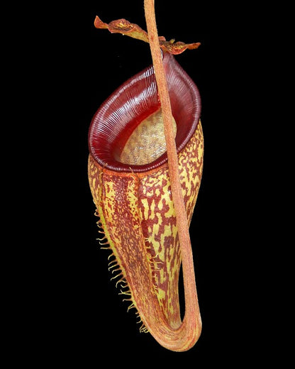 Nepenthes talangensis BE-4075