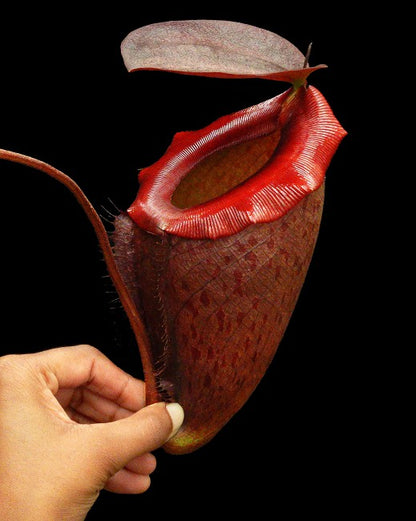 Nepenthes rajah x tenuis BE-4083