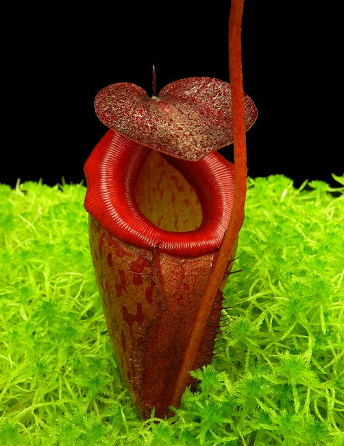 Nepenthes rajah x tenuis BE-4083