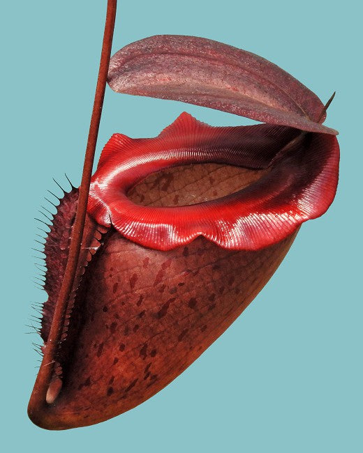 Nepenthes rajah x tenuis BE-4083