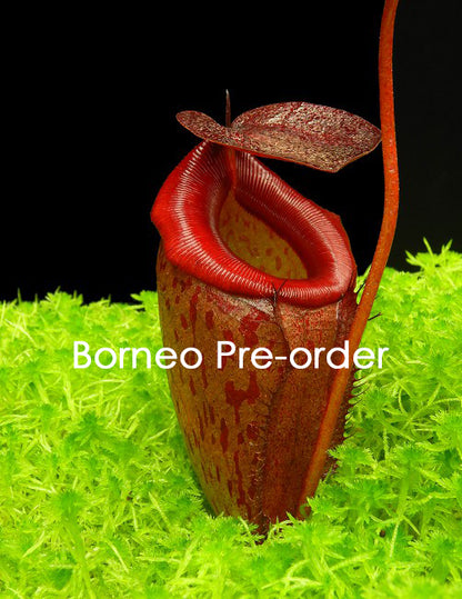 Nepenthes rajah x tenuis BE-4083