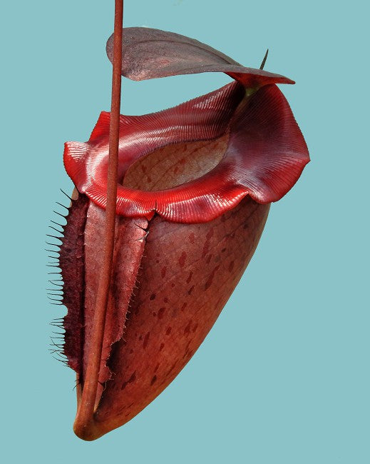 Nepenthes rajah x tenuis BE-4083