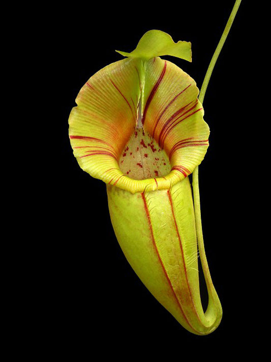 Nepenthes ovata BE-4084