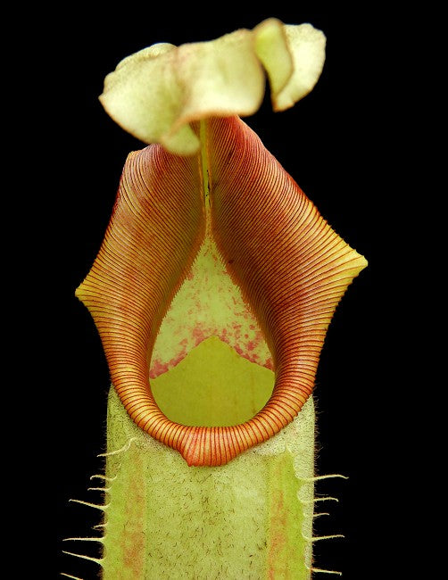 Nepenthes veitchii "Intermediate"  BE-4087